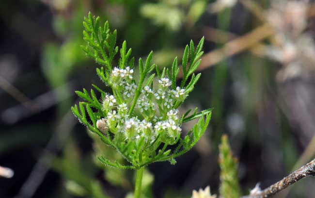 Daucus pusillus, American Wild Carrot, Southwest Desert Flora